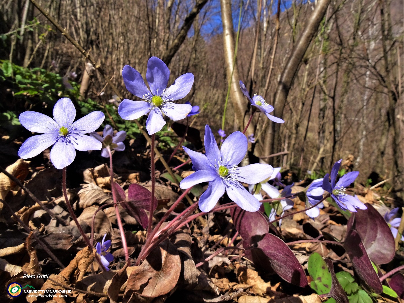 27 Hepatica nobilis (Erba trinita).JPG